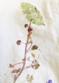 photo-atelier-vegetal-cean